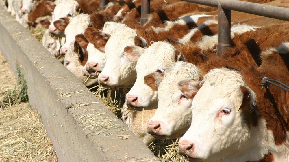 Grupo de ganado Hereford en un campo verde, simbolizando la calidad y el cuidado animal