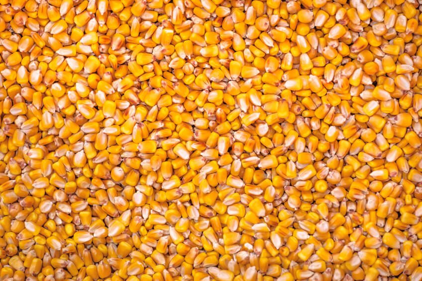Maíz, Cebada, Sorgo y Trigo